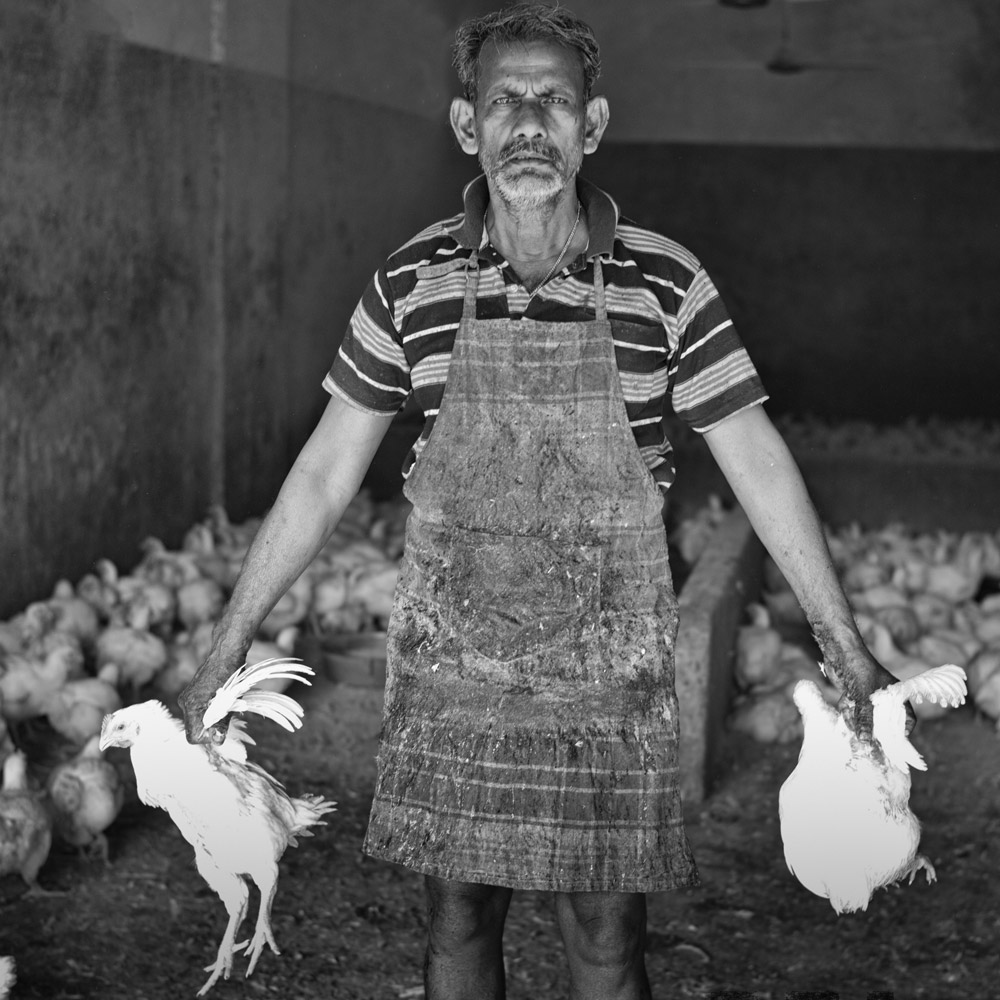 Chicken Wrangler, Thrissur, India