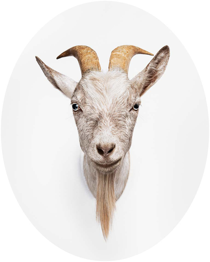 "I want to upend preconceptions of common animals. I try to
reveal their conscience by capturing expressions we can relate
to from human experience. I use lighting and backdrops to
isolate and freeze their frenetic movements and expressions."
