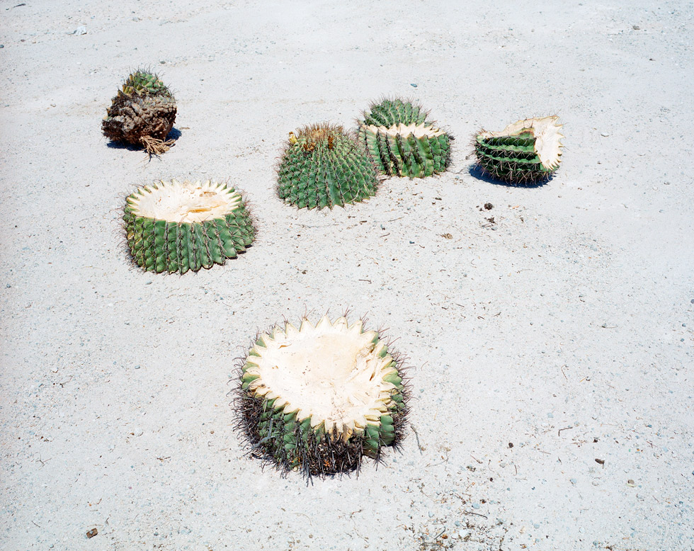 From the series: Rob Hann: Escape From Lockdown