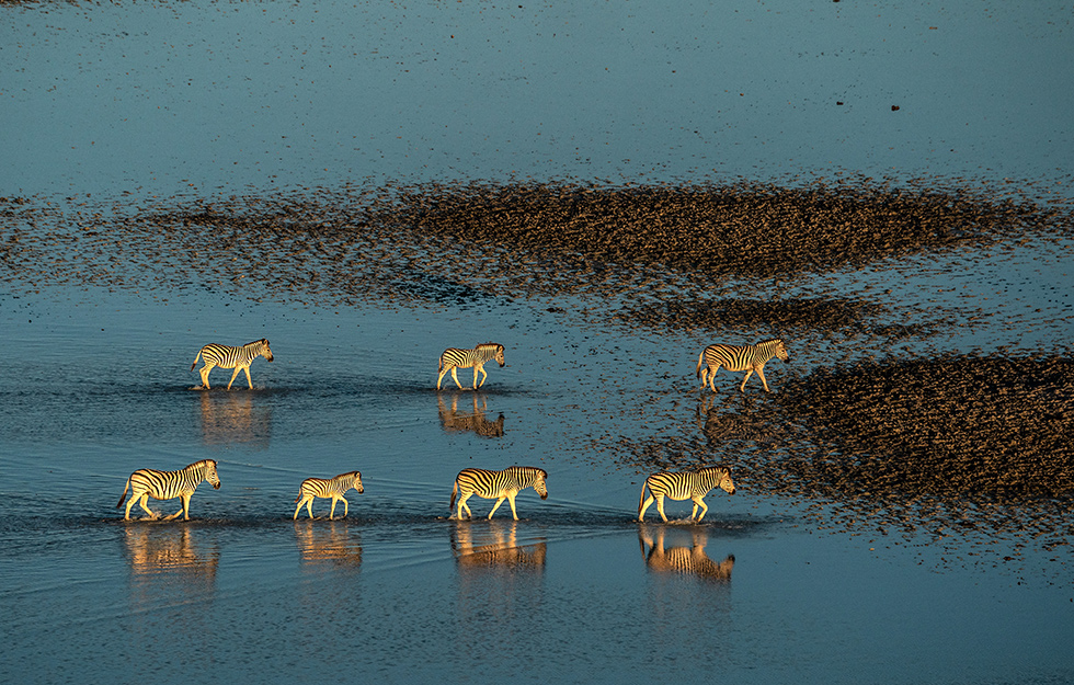 Beverly Joubert
Makgadikgadi Salt Pans, Botswana
Plains zebra