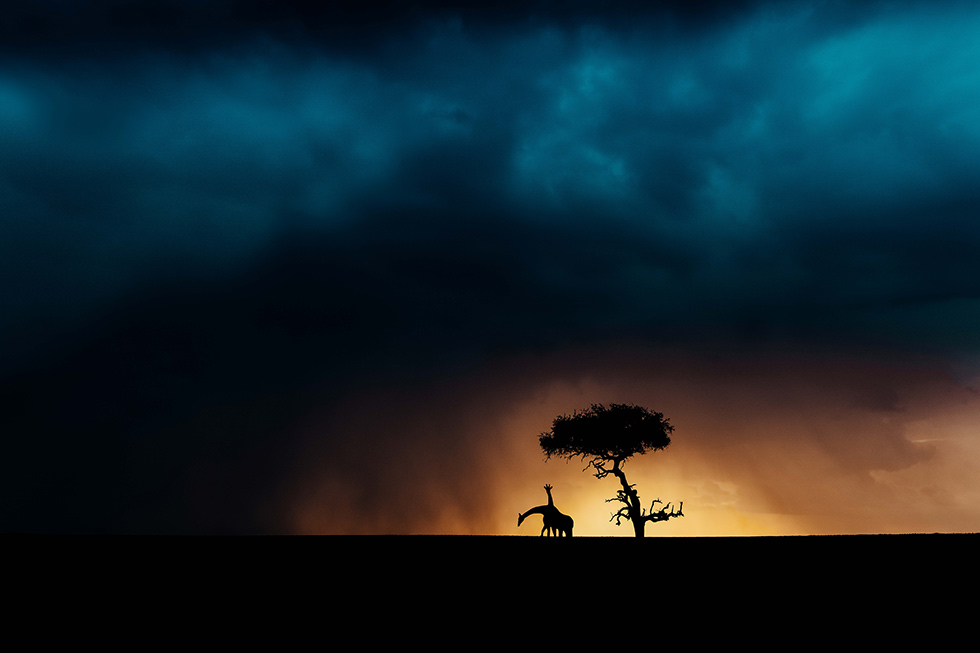 Pie Aerts
Naboisho Conservancy, Kenya
Masai Giraffe